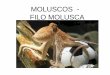 MOLUSCOS - FILO MOLUSCA - curcepenem.files.wordpress.com · Exclusivamente marinhos e sem rádula; ... gastrópodes marinhos que apresentam respiração branquial, os gastrópodes