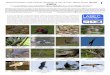 755 BRASIL Birds of Juiz de Fora-enfieldguides.fieldmuseum.org/sites/default/files/rapid-color-guides... · Laboratório de Ecologia Comportamental e Bioacústica – LABEC, Universidade
