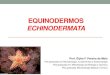 EQUINODERMOS ECHINODERMATA - blog.cpbedu.meblog.cpbedu.me/professoraelyka17/wp-content/uploads/sites/273/2017/... · - Celomados - Não segmentados ... - Simetria bilateral (larva)