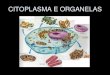 CITOPLASMA E ORGANELAScolegiosantarosa-pa.com.br/material_do_professor/andreia_almeida/8... · • Padrões básicos de organização celular: - Células procarióticas - Células