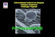 FOTOSSÍNTESE - PIBID Biologia-UFAL | Da sala de aula à ... · Unidade V Fotossíntese Taiz & Zeiger: Fisiologia Vegetal Capítulo 7: Reações luminosas. pág 139 - 171 Capítulo