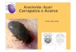 Arachnida /Acari Carrapatos e caros - .Morfologia externa: â€¢ Carrapatos - maiores acarinos, achatado