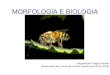MORFOLOGIA E BIOLOGIA - w3.ufsm.brw3.ufsm.br/apicultura/files/Morfologia   MORFOLOGIA E BIOLOGIA
