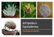 Artrópodes e Equinodermos · Qual o grupo de animais com maior número de espécies? Qual o grupo que reúne os animais mais temidos, admirados e conhecidos pelo homem? Quais animais