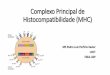Complexo Principal de Histocompatibilidade (MHC)usp.br/gmab/discip/zab1304/aula13.pdf · para o sistema imune, auto-imunidade e para o sucesso reprodutivo. Humanos Murinos Bovino