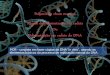 ESTRUTURA DO DNA - profiva.dominiotemporario.comprofiva.dominiotemporario.com/doc/Genetica8.pdf · A localização da seqüência alvo é feita pelos iniciadores (primers).Oligonucleotídeos