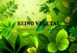 REINO VEGETAL - fef.br · Classificação do Reino Vegetal O Reino Vegetal é composto de plantas vasculares (pteridófitas, gimnospermas e angiospermas) que possuem vasos condutores