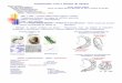 Trypanosomacruzi e Doen§a de Chagas - Enfermagem .Filo Sarcomastigophora Subfilo Mastigophora Classe