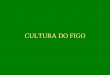 CULTURA DO FIGO - almanaquedocampo.com.br Cultura do Figo.pdf · Mariposa de 3 cm de envergadura, asas de coloração marrom-palha e estrias escuras ... Ataca o tronco da figueira