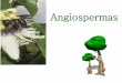 Angiospermas - aviculturarj.files.wordpress.com · Angiospermas •São extremamente diversas em suas características vegetativas e florais; •Variam desde Eucalyptus sp. com 100