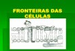 FRONTEIRAS DAS CÉLULAS - Colégio Nova Cachoeirinha · Envoltórios externos à membrana plasmática . Glicocálix Revestimento externo da membrana plasmática Diferencia a membrana