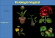 Fisiologia Vegetal - colegiosantarosa-pa.com.br · A fisiologia vegetal é a parte da biologia que estuda o funcionamento do organismo ... e possíveis problemas à saúde humana