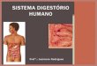 SISTEMA DIGESTÓRIO HUMANO - csfx.org.brcsfx.org.br/professores/pdf/jucimara/digestorio.pdf · lipídios e aminoácidos na parede duodenal Estimula a liberação de enzimas digestivas
