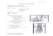 Fraturas do tornozelo - Traumatologia e Ortopedia ... · Fraturas do tornozelo Mulheres idosas – maior incidência Mecanismo ... Existem 4 tipos de lesão da sindesmose: 3. Subluxação