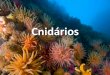 Cnidários - zaccaria.g12.br Fundamental II/Série 17... · •Hydrozoa - hidras e caravelas •Scyphozoa - águas -vivas •Anthozoa - anêmonas e corais