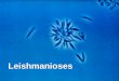 Leishmanioses - lineu.icb.usp.brlineu.icb.usp.br/~farmacia/ppt/Leishmania.pdf · Reduzir a incidência da doença tão rápido quanto possível a um nível no qual cada país possa