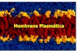 Apresentação do PowerPoint · pequenas da membrana, onde alguns lipídios (normalmente esfingolipídeos e colesterol) e proteínas estão concentrados. Modelos de Membrana Celular