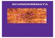 ECHINODERMATA - Ministério do Meio Ambiente · 200 Equinodermos do litoral do estado do Ceará Introdução O filo Echinodermata é constituído por cerca de 7.000 espécies recentes