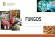Apresentação do PowerPoint - bioifnmg.files.wordpress.com · Micologia: área da Biologia que estuda os fungos Decompositores Biorremediação Controle de Pragas Parasitas Mutualismo