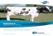 Vitamina E - DSM | Bright Science. Brighter Living.™ · Vitamina E Saúde para vacas leiteiras.. É o antioxidante número 1 da natureza: protege as células e os órgãos vitais;