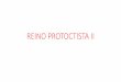 REINO PROTOCTISTA II - Cursinho TRIU · Características Gerais •São unicelulares ou pluricelulares. •Autótrofos. •Possuem parede celular (celulose), com exceção das Euglenofíceas