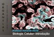 Professor Fernando Stuchi Biologia Celular- introdução · As células variam tamanho, morfologia e fisiologia para melhor ... Bacteria e Arquea (Reino Monera) e são todos unicelulares;