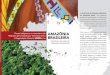 POVOS INDÍGENAS E O MECANISMO - amazonia.org.bramazonia.org.br/wp-content/uploads/2013/10/povos_indígenas_e_o... · Povos Indígenas e o mecanismo de Redução de Emissões por