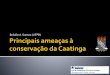 Bráulio A. Santos (UFPB) - FAPESP :: Fundação de Amparo à … · 2013-06-21 · A caatinga está pouco alterada Breve descrição da Caatinga