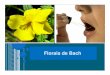 Aula de florais - portalunisaude.com.br - Acupuntura e Florais... · Os florais de Bach,ancoram na personalidade as virtudes ... Terapia Floral Terapia Floral – Utiliza flores e