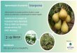 Apresentação do projeto: Inovpomo - COTHN inovpom_56f10ef505099.pdf · Apresentação do projeto: Inovpomo «Melhoramento do processo produtivo de pêras e maçãs através da conservação