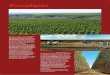 Eucalipto - ISPN · de ampliação dos plantios de eucalipto em 3,2 milhões de hectares no Cerrado. Grande parte da produção da indústria siderúrgica se destina à fabricação