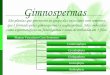 Gimnospermas - irp-cdn.multiscreensite.com · São plantas que pertencem ao grupo das vasculares com sementes, que é formado pelas gimnospermas e angiospermas. São conhecidas como