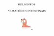 HELMINTOS NEMATÓIDES INTESTINAIS - ifcursos.com.br · Enterobius vermicularis Strongyloides stercoralis Ancilostomídeos Larva migrans. Ascaris lumbricoides Afeta 1,5 bilhões de