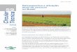 ISSN 1415-3033 · retrospectiva da cultura da cenoura no Brasil e abordar as ... atual da cenoura no Brasil sementes de ... política econômica vigente no 