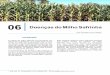 06 Doenças do Milho Safrinha - fundacaoms.org.br · de carboidratos, recorrendo-se das ... propiciando a colonização deste por outros fungos, como Colletotrichum, Gibberella, 