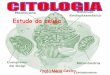 Estudo da célula - profmariocastro | Blog Educacional · ... ( REINO MONERA) Bactérias ... Possui núcleo organizado Ribossomo, não é a única ... Esquema mostrando como é feita