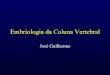 Embriologia da Coluna Vertebral - ortobook.com.brortobook.com.br/.../19/1349026322-EmbriologiadaColunaVertebral.pdf · Introdução • Ectoderma – Epiderme, sistema nervoso, •