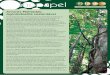 Árvores Plantadas: Agroindústria sustentável - iba.org · investimentos, tanto na base florestal, como na indústria. Em 2015, as associadas da Ibá investiram R$ ... consequentes