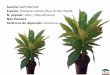 SAPOTACEAE Pouteria caimito (Ruiz & Pav.) Radlk. N. popular: …botanica.sp.gov.br/institutodebotanica/files/2015/01/Cerad_-Esp... · N. popular: Garacuí / Angelim-amargoso / Baga-de-morcego
