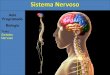 Tema: Sistema Nervoso - Colegio .Aula Programada Biologia Tema: Sistema Nervoso Sistema Nervoso