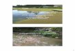 NOÇÕES DE LIMNOLOGIA APLICADA AO ESTUDO DE …cuencas.fcien.edu.uy/cursos/materiales/curso-udelar-3.pdf · os tratamentos de água bruta, o que pode agravar seus efeitos crônicos