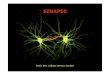 Sinapse 2007 [Modo de Compatibilidade] · JUNÇÃO NEUROMUSCULAR. Sinapse Axoaxônica SINAPSE ENTRE CÉLULAS NEURAIS Sinapse Axodendrítica Sinapse Axossomática. Etapas da Transmisão