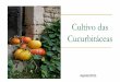 Cultivo das Cucurbitáceas - UENF · se alarga ou se achata no lugar da inserção no fruto ... Origem Registros ... ao comércio e com boas características de textura da polpa e