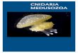 CNIDARIA MEDUSOZOA - Ministério do Meio Ambiente · 72 Cnidaria Medusozoa do litoral do estado do Ceará Introdução O estado do Ceará possui um litoral de aproximadamente 600