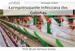 Patologia Aviária Laringotraqueíte Infecciosa das Galinhasgectaunibh.com/wp-content/uploads/2018/08/Aula-de-Laringotraqueíte... · Laringotraqueíte Infecciosa das Galinhas 3