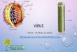 VÍRUS - profmariocastro · Os vírus são seres muito simples e pequenos (medem menos de 0,2 µm), formados basicamente por uma cápsula proteica envolvendo o material genético,