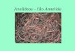 Anelídeos – filo Annelida · Corpo cilíndrico e segmentado (externa e internamente), podendo ter alguns milímetros ou até 2 metros