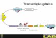 Apresentação do PowerPoint - cbsflab.comcbsflab.com/wp-content/uploads/2017/08/Transcricao.pdf · hélice de DNA/RNA direção da transcrição . Nrdl-N complex CBC Senl TRAMP Excsome