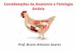 Anatomia e Fisiologia Aviária - gectaunibh.comgectaunibh.com/wp-content/uploads/2018/08/Aula-03-Anatomia-e... · O Tegumento das Aves Cobertura corporal durável, resistente e eficiente