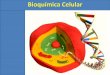 Bioquímica Celular - jesusadolescente.g12.br · • Líquido (água + sais minerais) liberado pelas glândulas sudoríparas em mamíferos, responsável pela diminuição da temperatura